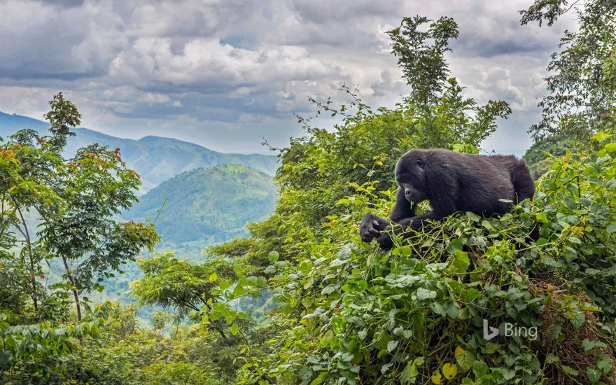A mountain gorilla eating in a tree, Bwindi Impenetrable National Park, Uganda