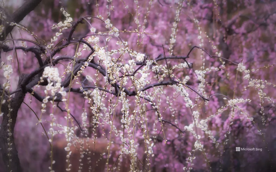 Weeping plum blossoms blooming in disorder, Kyoto City, Kyoto Prefecture