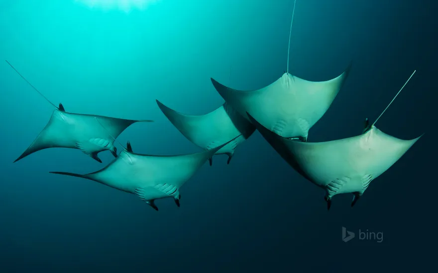 Manta rays near the Solomon Islands