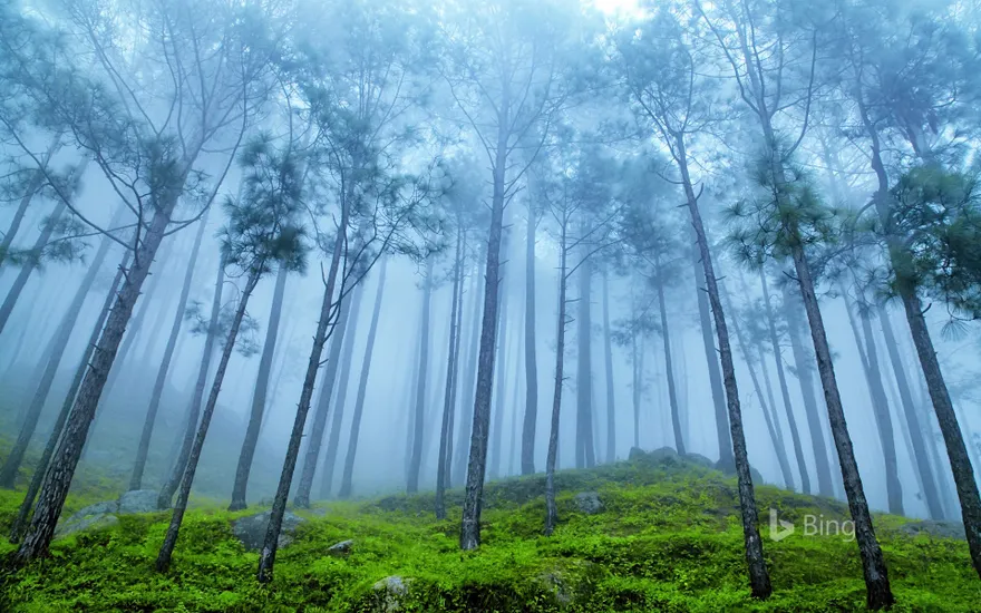 Pine forest in the Himalaya Range, Almora, Ranikhet, India