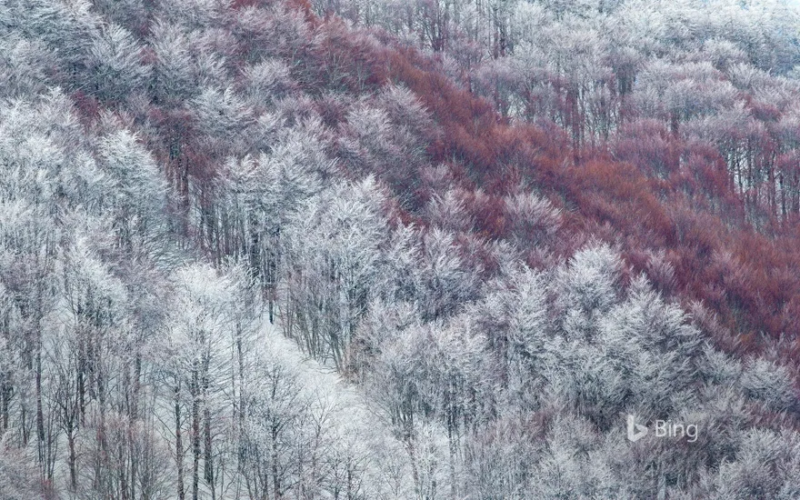 Partly snow-covered slope in Val Cervara, an old-growth beech forest, Abruzzo, Italy