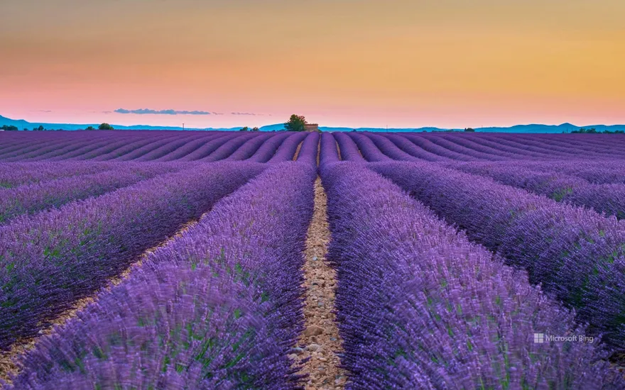 Lavender fields, Valensole Plateau, Provence, France