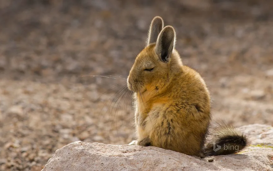 A southern viscacha in the Andes Mountains