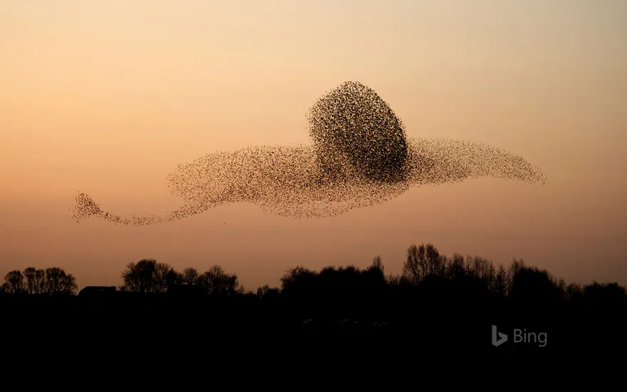 Murmuration of common starlings flying at sunset, Gelderland, Netherlands