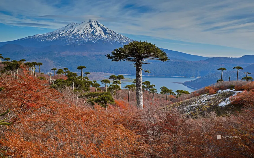 Llaima Volcano with Araucaria trees in the foreground, Conguillío National Park, Chile