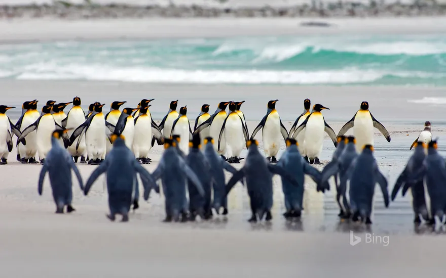 King penguins at Volunteer Point, Falkland Islands