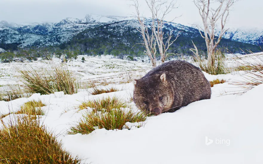 Common wombat foraging in Cradle Mountain-Lake St Clair National Park, Tasmania, Australia
