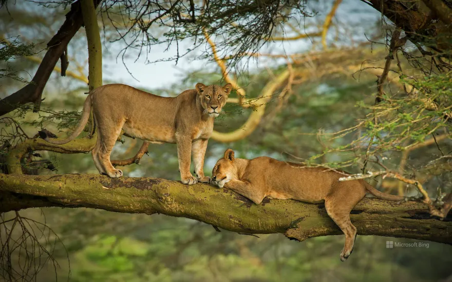 Two female lions in the forest surrounding Lake Nakuru, Kenya