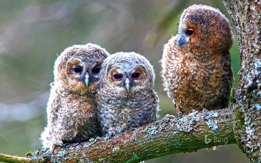 Young tawny owls perched on a tree, Hessen, Germany