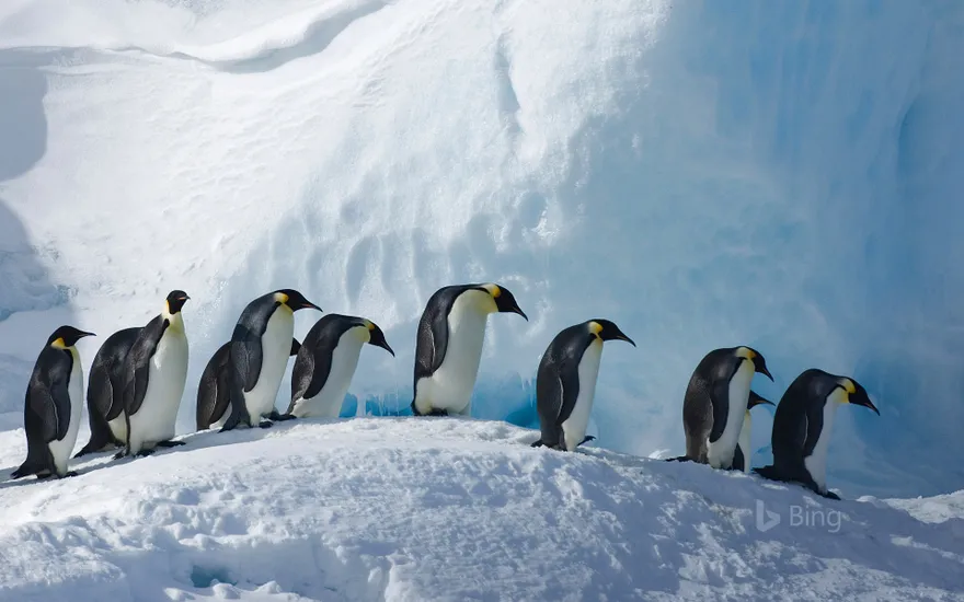 Emperor penguins on Snow Hill Island, Antarctica