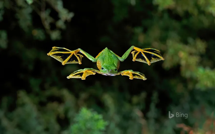 A Wallace's flying frog glides to the forest floor