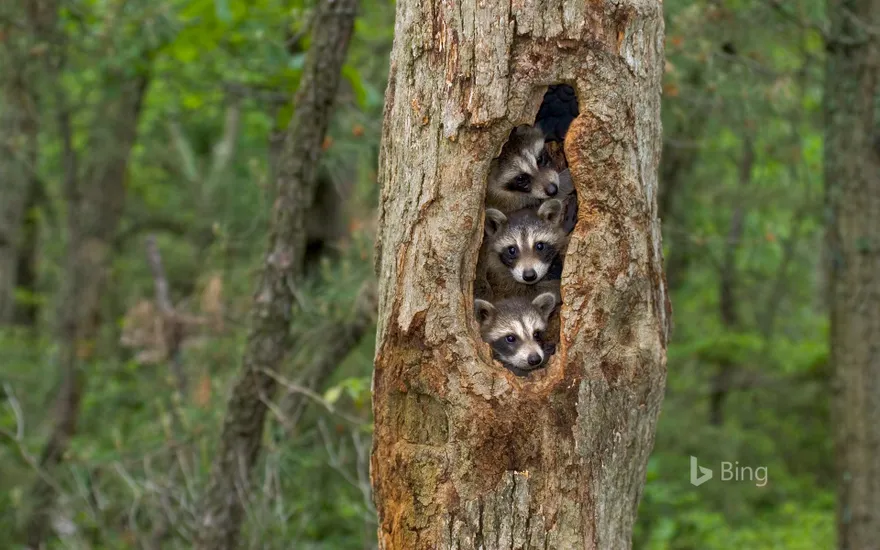 Raccoons huddled together in a tree
