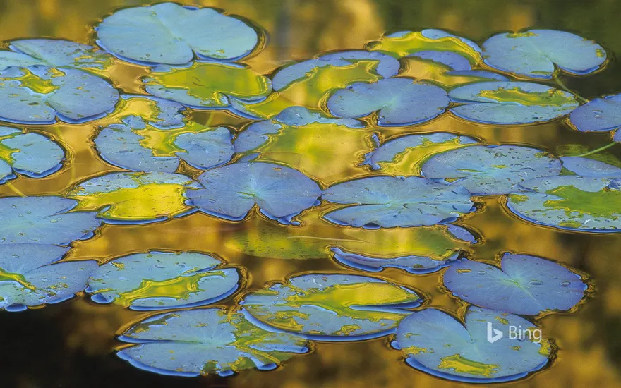 Water lily leaves, France
