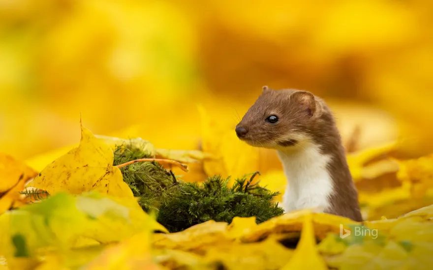 A weasel looking out of yellow leaves in autumn