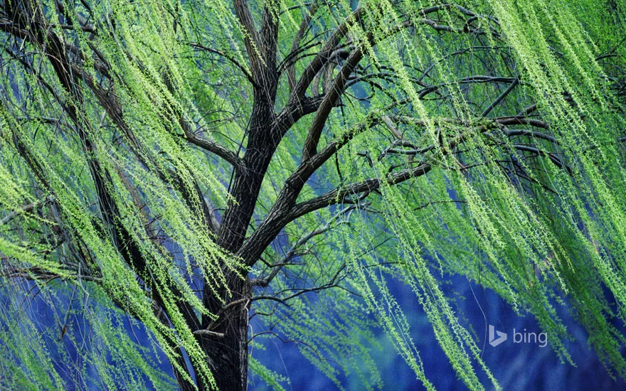 A weeping willow tree