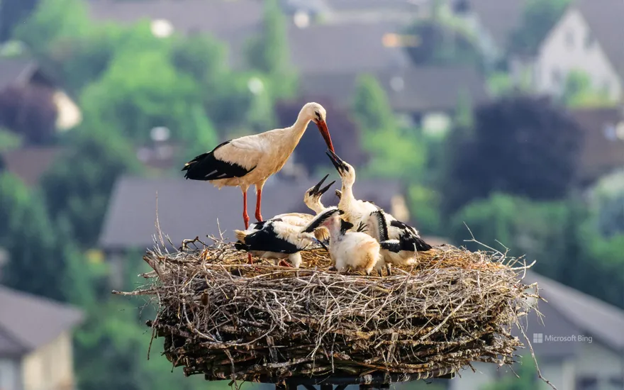 White stork with chicks in the nest, Germany