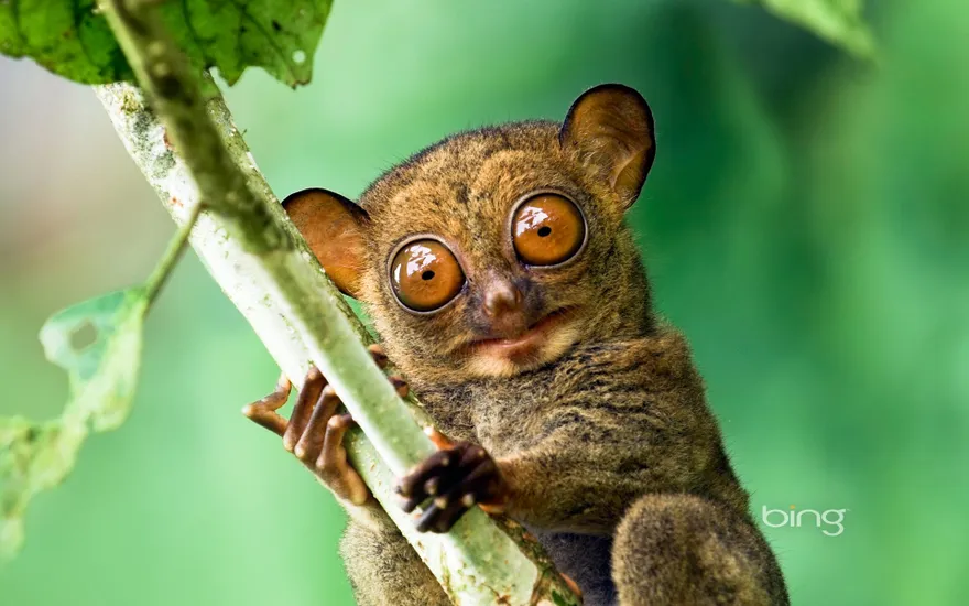 Horsfield's tarsier in the rainforest of Danum Valley, Sabah, Borneo