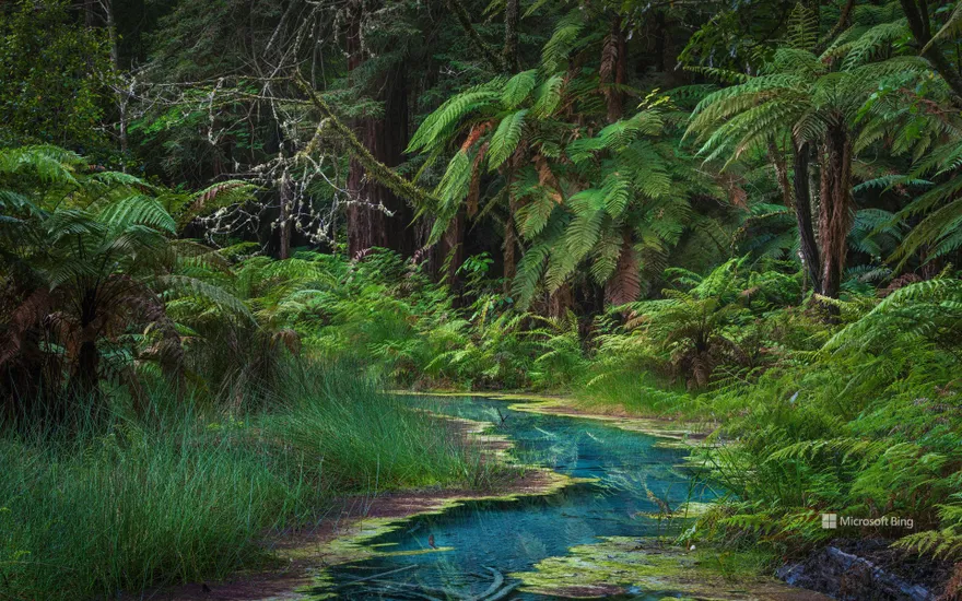 Redwood Memorial Grove, Whakarewarewa Forest, North Island, New Zealand