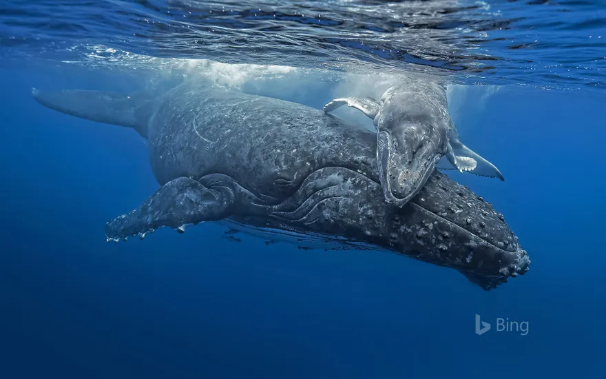 Young humpback whale giving its mother a hug off the coast of the Tongan archipelago