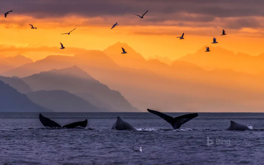 Humpback whale pod in Lynn Canal, in the Inside Passage of Alaska