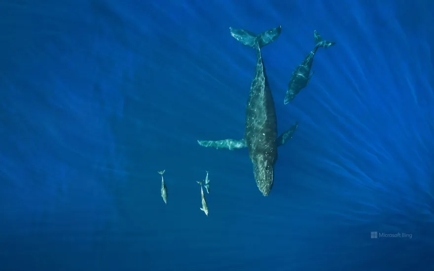 Humpback whales and dolphins, Hawaii, USA