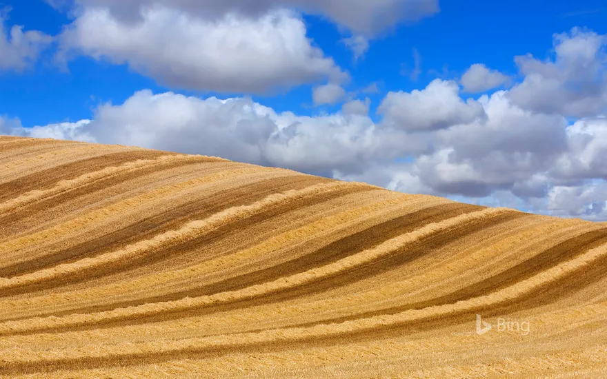 Wheat field in Valladolid, Castilla y León, Spain