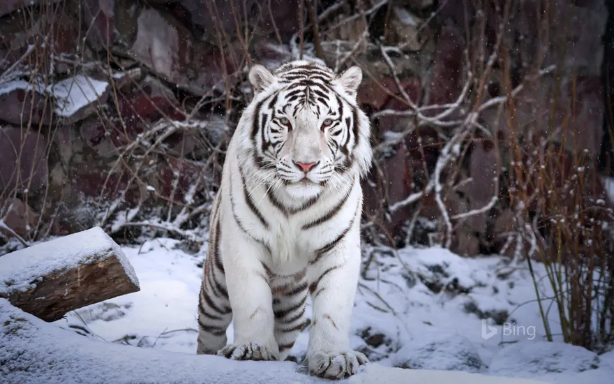 A white tiger at the Moscow Zoo, Moscow, Russia