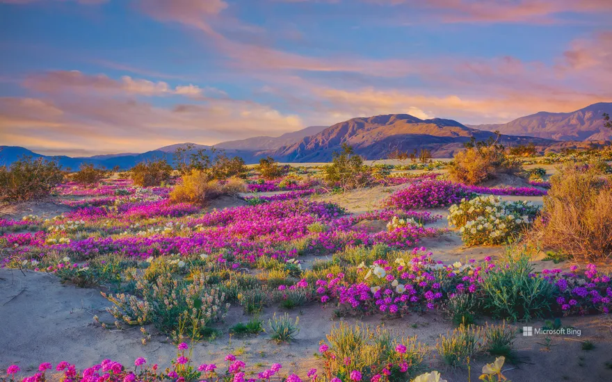 Wildflowers in Anza-Borrego Desert State Park, California