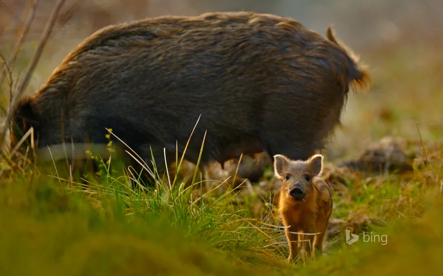 Wild boar and piglet in the Forest of Dean, Gloucestershire, England