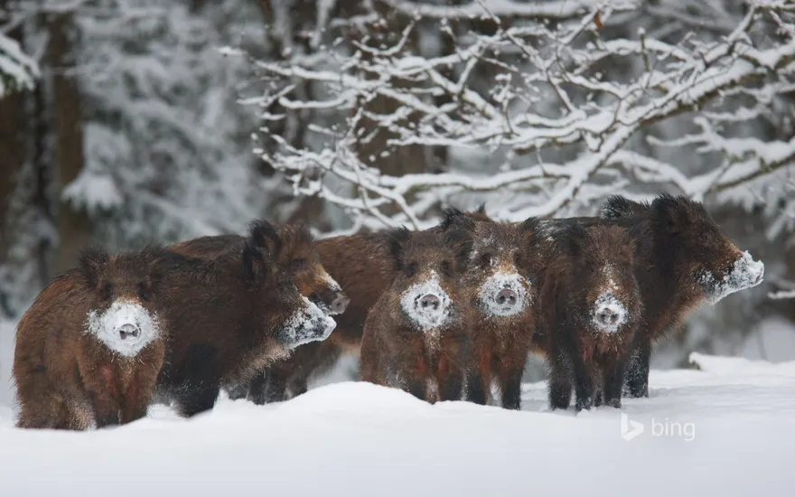 Wild boar herd, Alam-Pedja Nature Reserve, Estonia