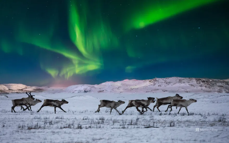 Northern lights and wild reindeer on the tundra in Norway