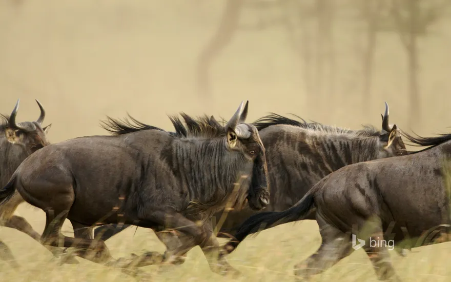 Blue wildebeests on the Musabi Plains in the Serengeti National Park, Tanzania
