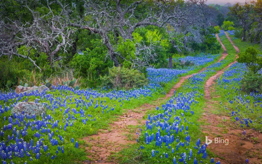 Bluebonnets growing alongside an old road in the Texas Hill Country