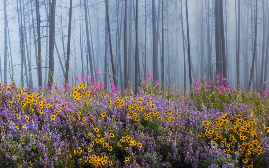 Kettle River Recreation Area bursting with wildflowers after a fire destroyed much of the forest, British Columbia, Canada