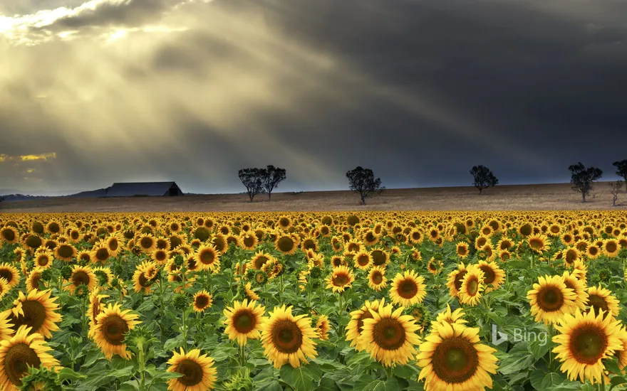Sunflowers at Windy Station farm in Quirindi, New South Wales, Australia