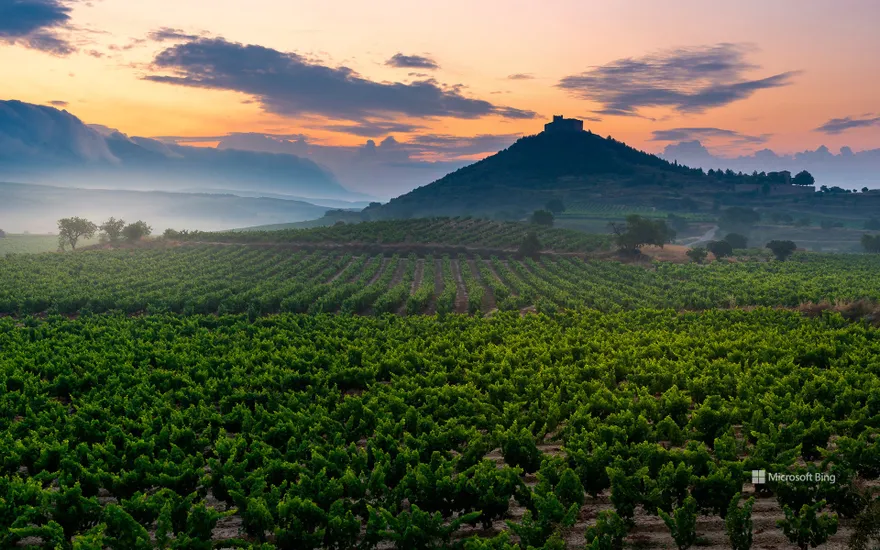 Vineyard with the castle of Davalillo in the background at sunrise in San Asensio, La Rioja, Spain