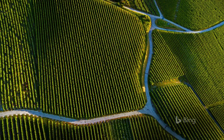 Vineyard near Pully, Vaud, Switzerland