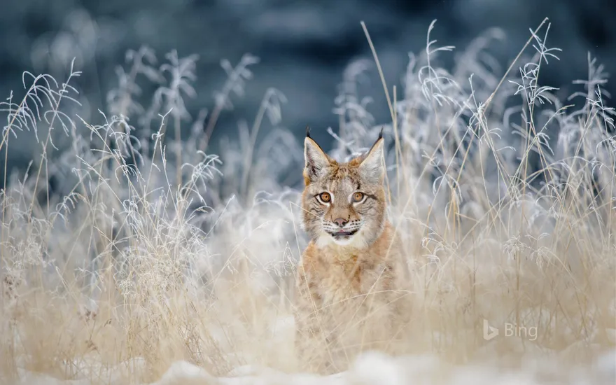 Eurasian lynx in the Bohemian-Moravian Highlands of the Czech Republic