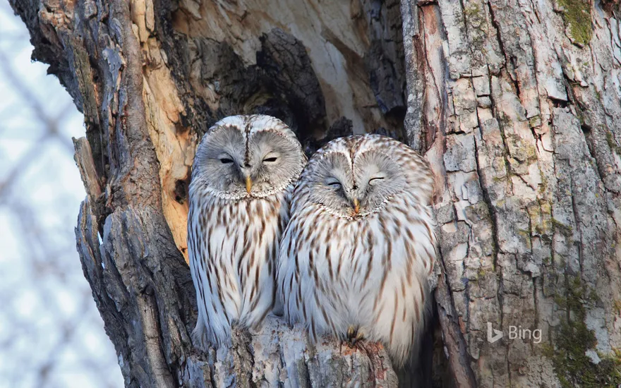 Pair of Ural owls in Hokkaido, Japan