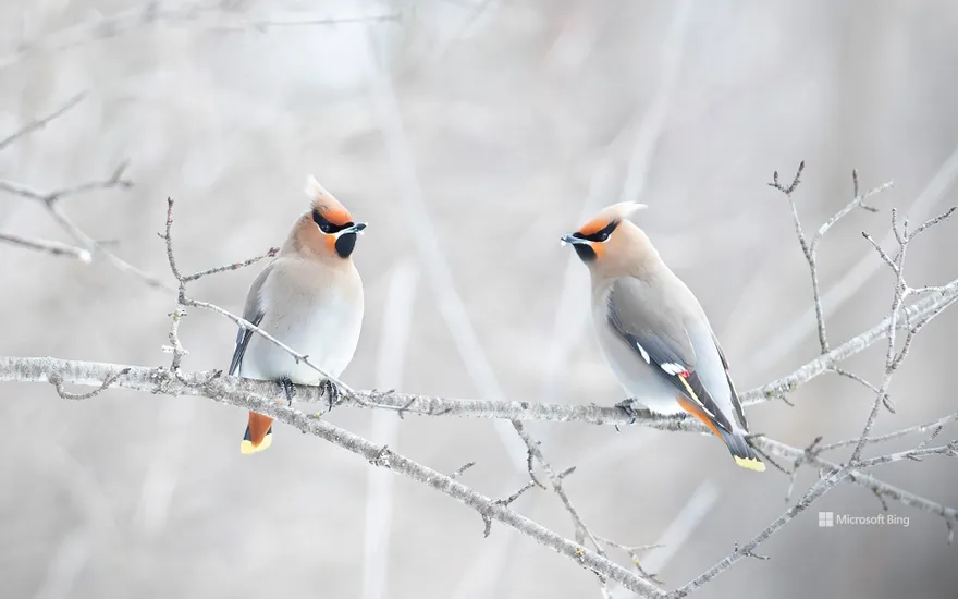 Bohemian waxwings perched on a branch, Canada