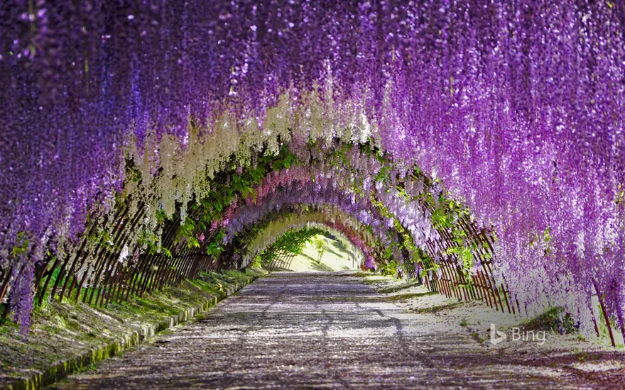 Wisteria blooms at Kawachi Fuji Gardens in Kitakyushu, Japan