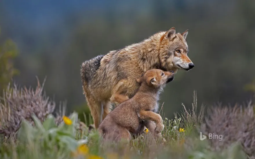 Gray wolf with pup, Montana
