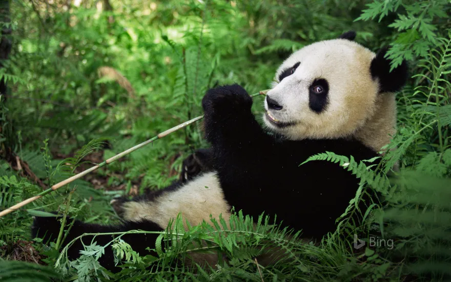Giant panda at Wolong National Nature Reserve, Sichuan, China