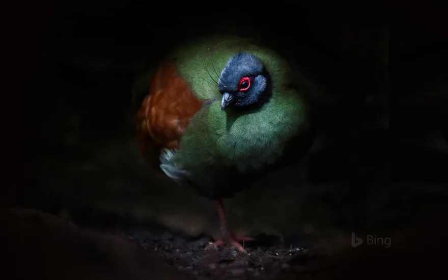 A crested partridge