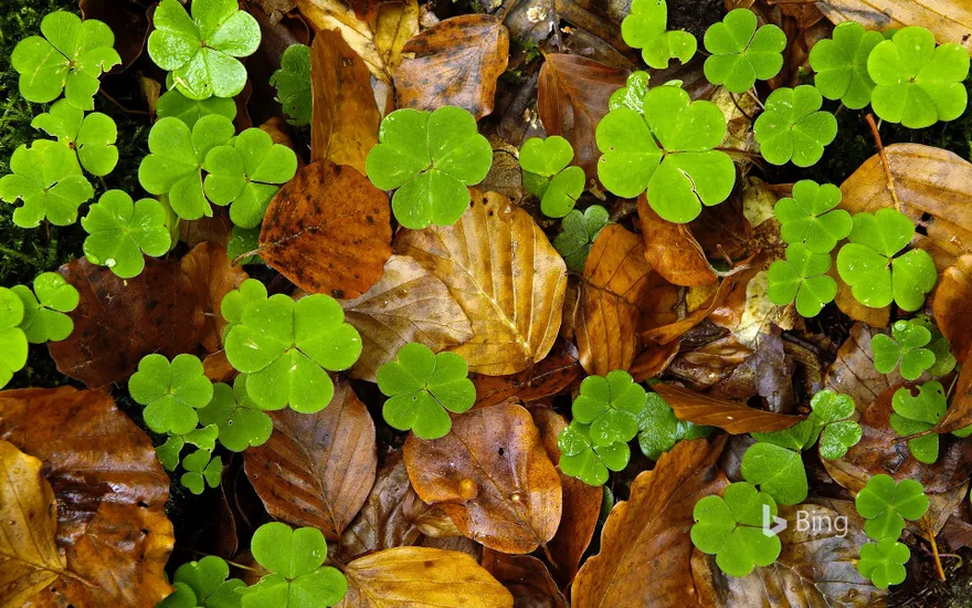 Wood sorrel and leaves on forest floor, Haute-Loire, France