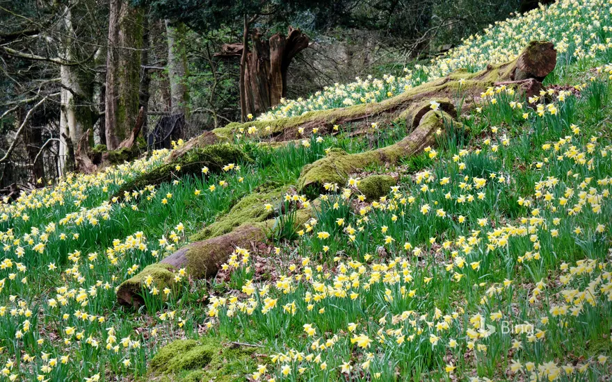 Daffodils in Dora’s Field, Rydal, Lake District