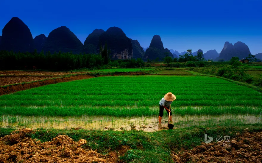 Farmer taking care of rice in paddy fields in Yangshuo, Guilin
