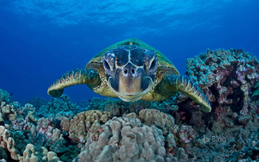 Green sea turtle, Maui, Hawaii