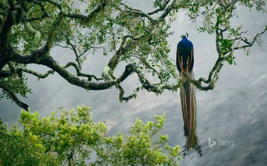 Indian peacock in Yala National Park, Sri Lanka