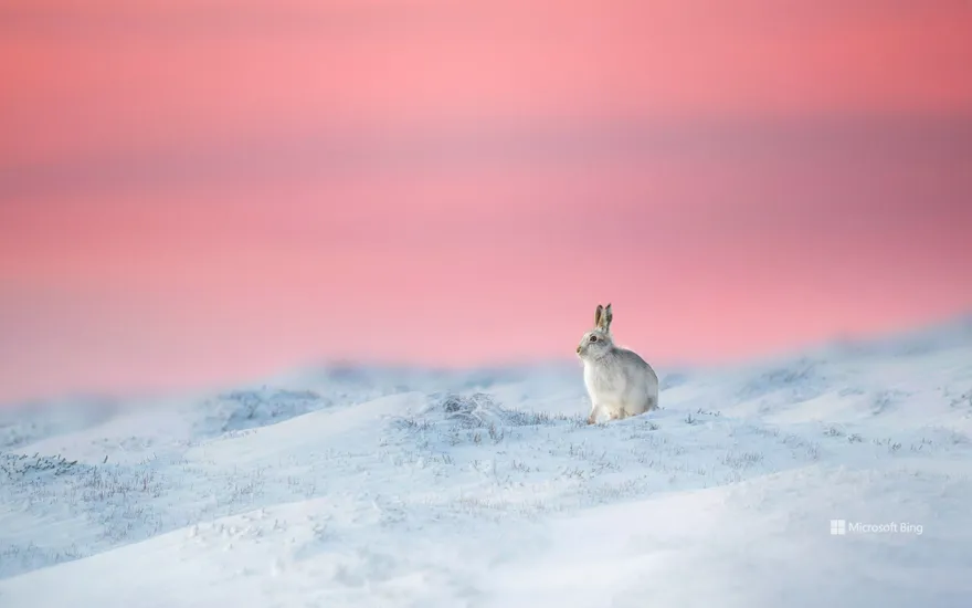 Mountain hare in Derbyshire, England